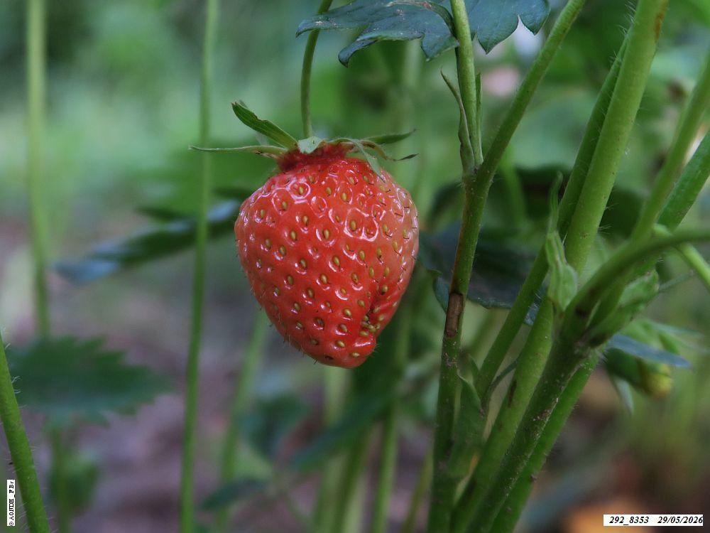 fraise