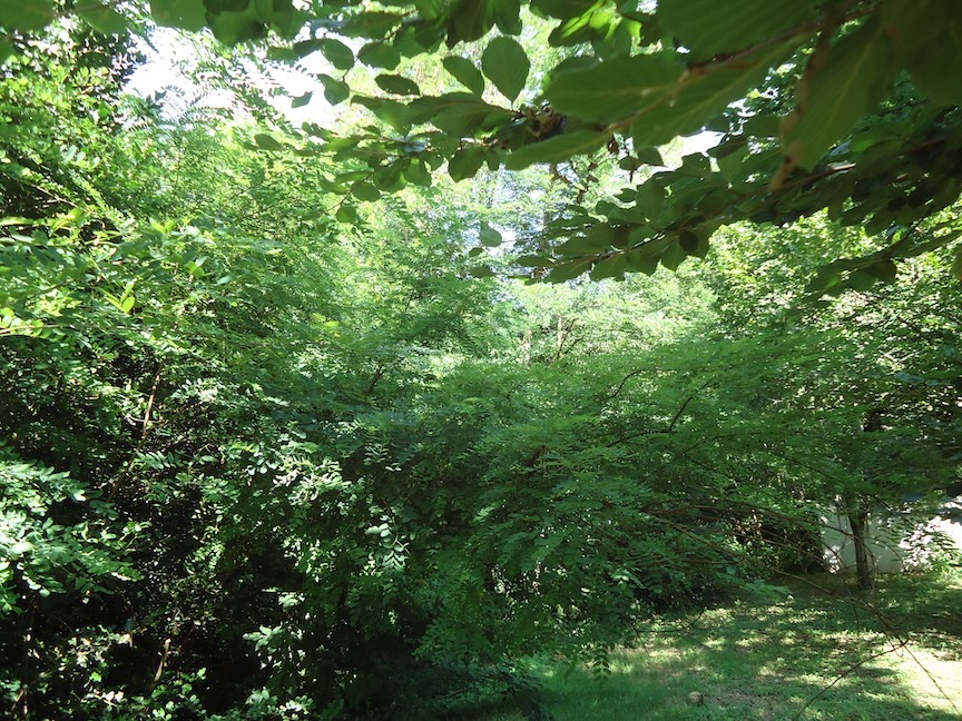 DSC07442